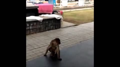 Monkey teasing a dog. Monkey farts at the dog