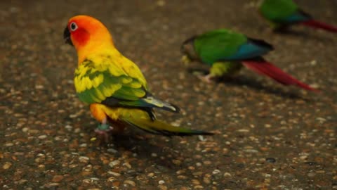 Slow motion father looking at parrots in birdcage