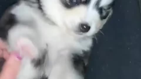 Pomsky puppy attacked by the tickle