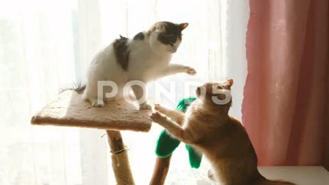 Funny Cat Fights