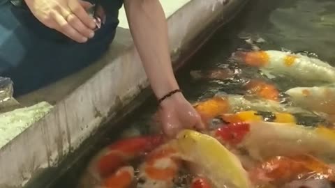 Hand feeding hundreds of koi fish pt1 #shorts