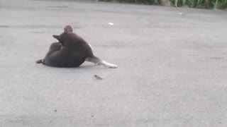Lonely Dog Finally Makes a Monkey Friend