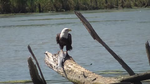 341 Toussaint Wildlife - Oak Harbor Ohio - Eagle Drops Food When Mate Arrives