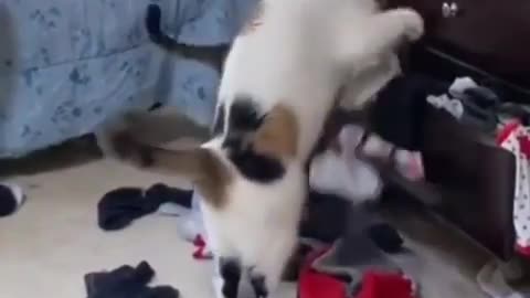 Couple of cats making fun and through every thing in the room