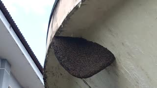 Dancing Bees Create Beautiful Patterns on Nest