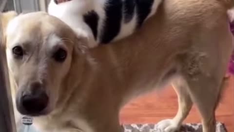 Kitty and Doggo Have Been Together Since Babies