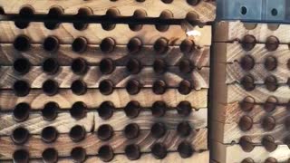 Mason Bee Day 8 Part 2