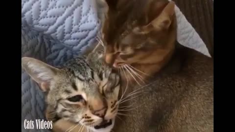 A cat catches another cat in a romantic way