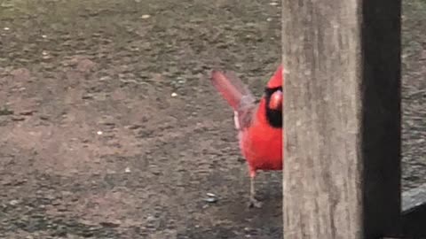 #Back Yard Birds Hawai’i Male Northern Cardinal