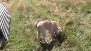 Kangal Dog puppy visits turkeys