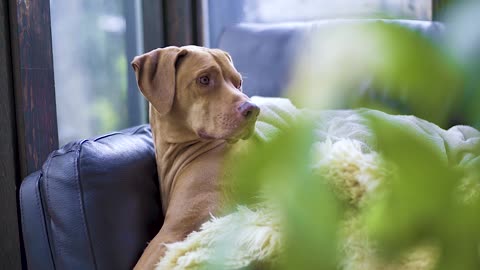 Female German Dog Sitting On Coach Morning Wake up