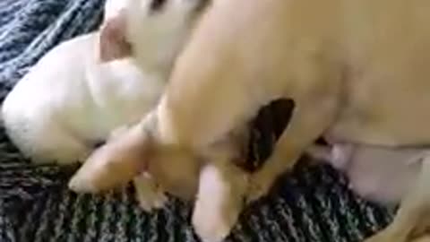 MOTHER DOG,TAKE CARE TO HER LITLLE PUPPIES