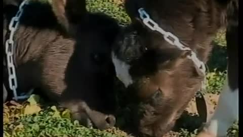 Quadruplet Calves Born on Northern California Dairy Farm