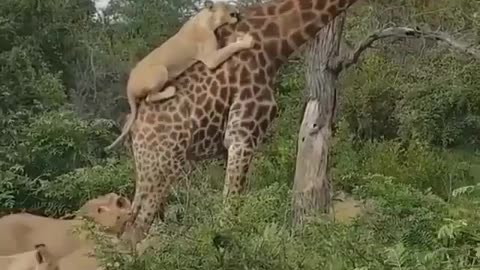 Leoas brutally attacking a giraffe, strong scenes!