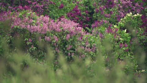 Relaxing Wind Sounds for Sleeping or Stress Relief Grass sways in the wind lilac bushes