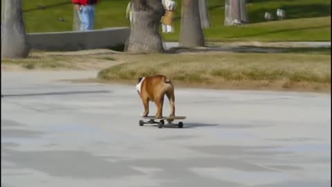 Skateboarding Dog - HD Redux