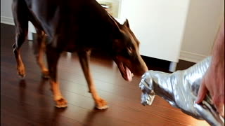 Doberman HATES his doberman dog statue