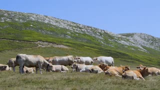 Adorable Herd of calf And Cows Having Some Off Time In Fresh Open Farm