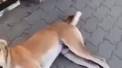 The child says he is not afraid of the dog, but watch what the dog did to him