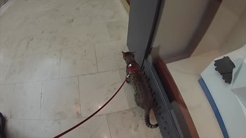 Cat has awesome leash walking skills