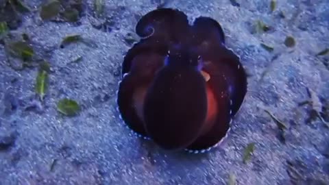 Sea Octopus