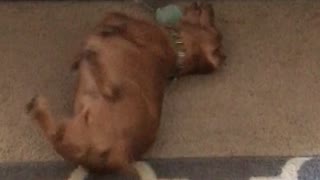 Brown dog playing with ball