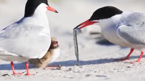 Feeding Time Tern chick and being happy with mother