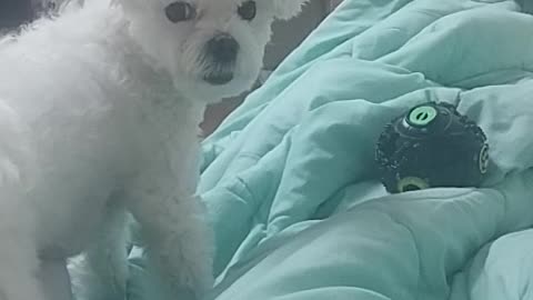 Puppy trying to get a snack out of a ball of snacks