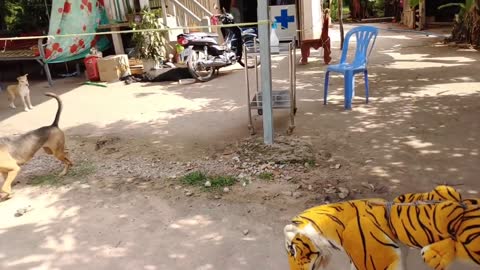 wow Nice Prank! Fake Tiger Prank Dog Run So Funny Actions