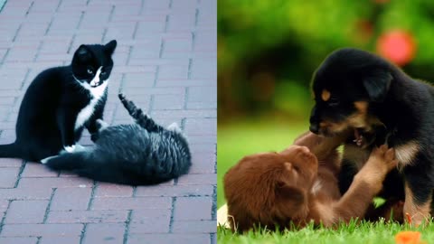 Dog Vs kittens compilation videos ❤️ beautiful moments