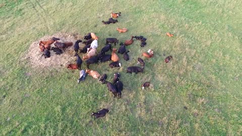 Flight over cows in meadow