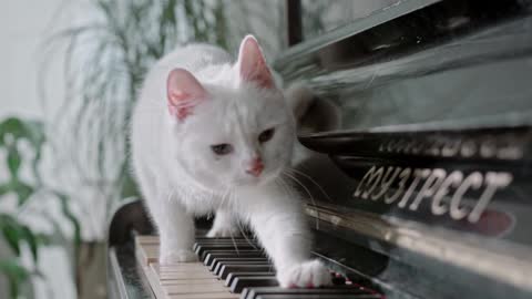 Cat Walking On Piano