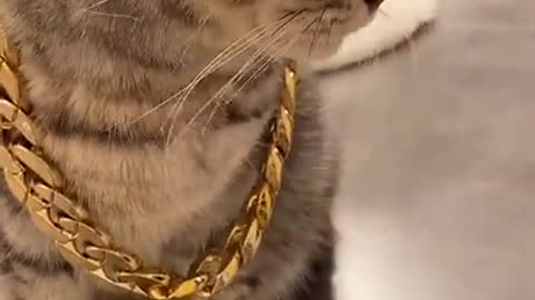 This cat is charming with this gold cord and glasses, it looks like people.