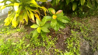 My Newborn Mango trees