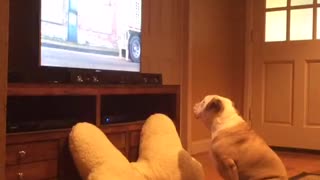 English Bulldog loves watching animal commercials on TV