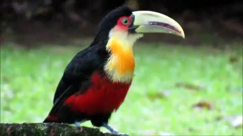Green-billed toucan - (Ramphastos dicolorus)