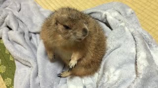 woke a sleepy gopher