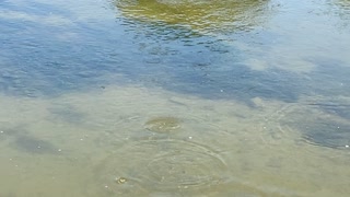 Great Blue Heron and Minnows