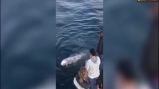 Tourists greeted unusually by a whale