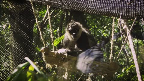 Mammal Primate Footage Zoo Animal Wild Life