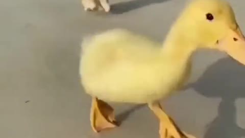 Small Cat and Small Duck