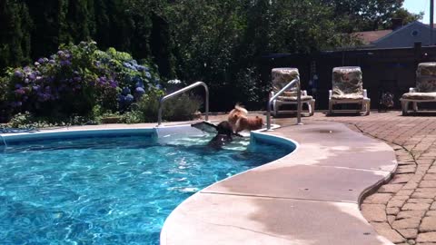 Chocolate Labrador "Rescues" Pomeranian From Deep End Of A Pool