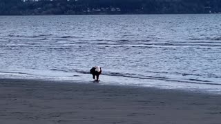 Huge eagle found eating by the seashore