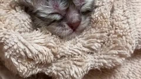 The kitten was recently born