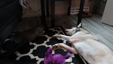 Husky Upset That Puppy Is Sleeping, Throws Temper Tantrum