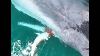 shark eating a whale carcass