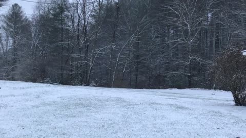 The First Snowfall of 2019 at the Henry Hollow