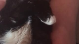 Cute cat massaged into oblivion