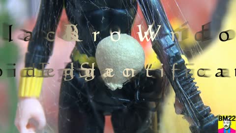 Black Widow Spider, Brown Widow Spider, and False Black Widow Spider Egg Sac Identification