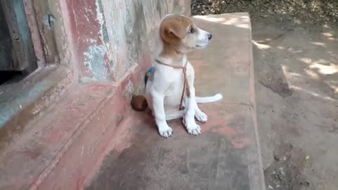 Baby Dog Puppy Making Cute Barking